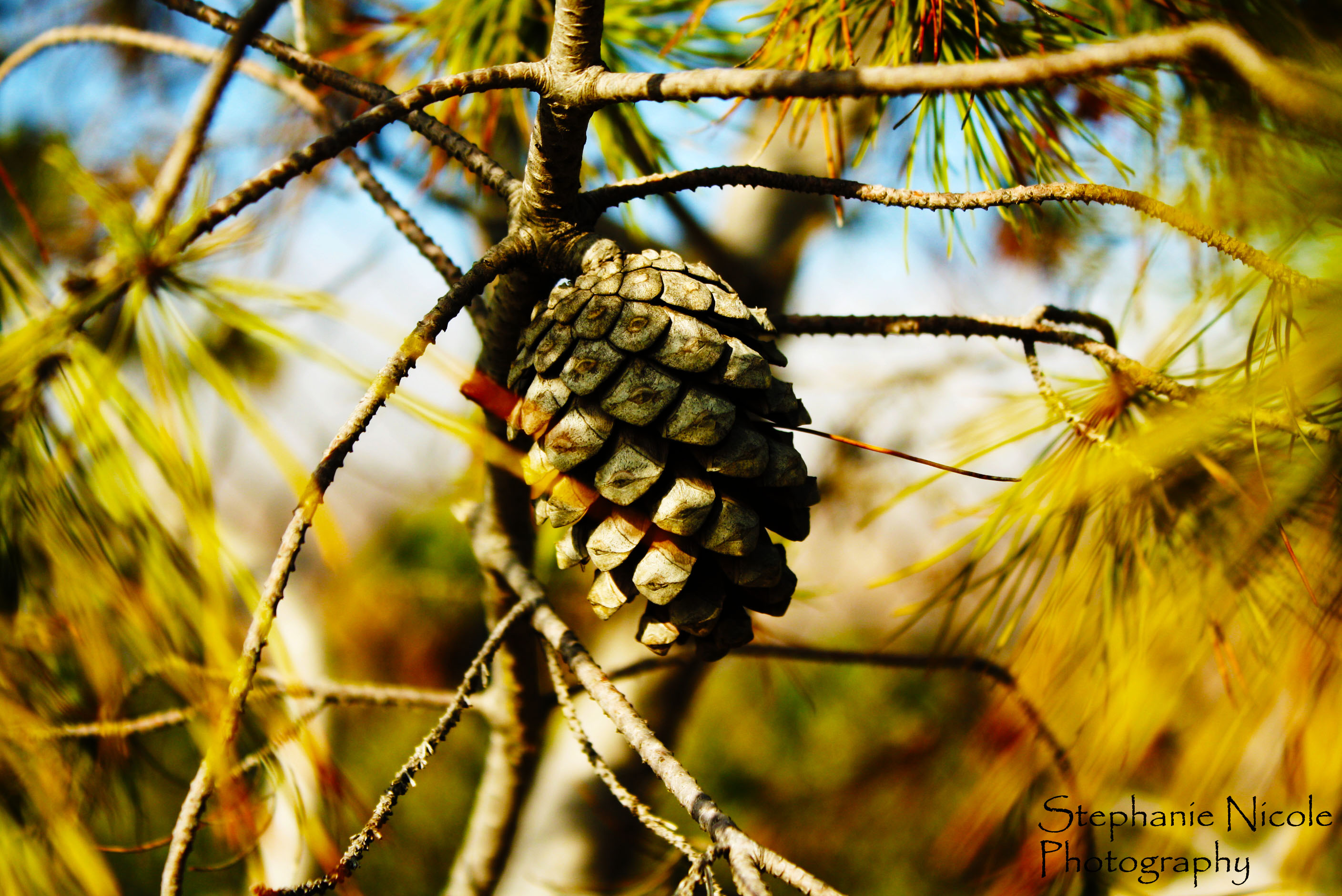 Pine Cone