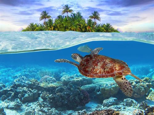 sea turtle