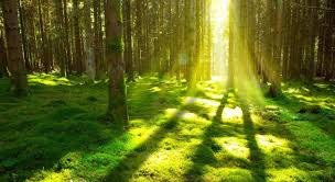 forest