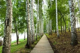 forest